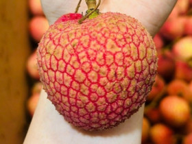 Việt Nam có loại vải “siêu to khổng lồ”, giá lên tới 250 nghìn đồng/kg, hái không kịp bán