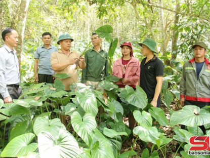 Thông tin doanh nghiệp - Cà Nàng chuyển hướng sản xuất nông nghiệp