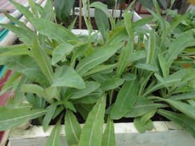 Rau dại được mệnh danh là “vua thải độc”, nay là đặc sản giá 160.000 đồng/kg, trồng một lần thu hoạch quanh năm