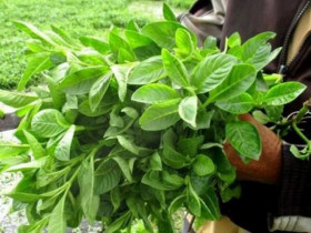 Cây mọc dại nay trồng 3 tháng là thu hoạch, thành đặc sản có giá 100.000 đồng/kg