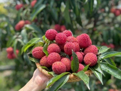 Kinh tế - Vải thiều Trung Quốc đổ bộ chợ Việt, chị em thi nhau mua với giá lên tới 700 nghìn đồng/kg