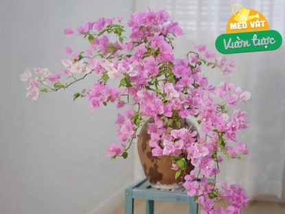 Gia đình - Tháng 6 hãy nhanh tay làm một việc với hoa giấy, càng “tàn nhẫn” cây càng nở hoa rực rỡ
