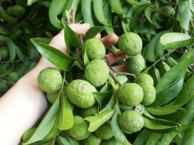 Mua sấu thấy vỏ có dấu hiện này mua ngay, đích thị là quả dày thịt hạt nhỏ đem ngâm nước cực ngon