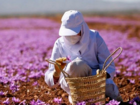 Loại gia vị 300 triệu đồng/kg được ví như 