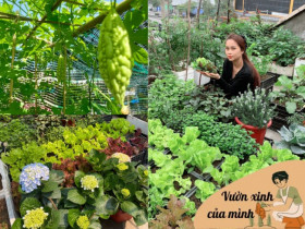 Mẹ 9X Quảng Ninh xây khu vườn trên sân thượng, chỉ 15m2 nhưng rau quả gì cũng có