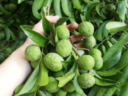 Gia đình - Mua sấu thấy vỏ có dấu hiện này mua ngay, đích thị là quả dày thịt hạt nhỏ đem ngâm nước cực ngon