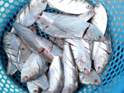 Gia đình - Loại cá ở quê &quot;tốt hơn cá hồi&quot;, giá chỉ vài chục nghìn/kg thành đặc sản ở thành phố, giàu omega-3 mẹ bầu đừng bỏ qua!