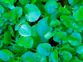 Cây rau dại Mỹ đánh giá 