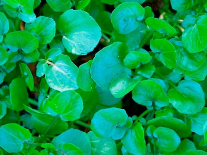 Kinh tế - Cây rau dại Mỹ đánh giá &quot;tốt nhất thế giới&quot;, ở Việt Nam có đầy, chỉ trồng 30 ngày là thu hái