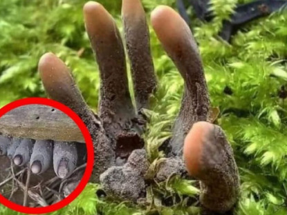 Thông tin doanh nghiệp - “Móng Quỷ” – Tên gọi đáng sợ, hỗ trợ giảm đau xương khớp cực hiệu quả 