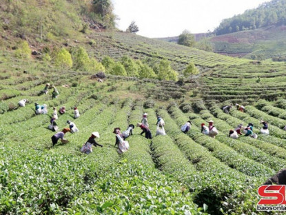Thông tin doanh nghiệp - Thuận Châu, Sơn La khai thác lợi thế phát triển nông nghiệp bền vững