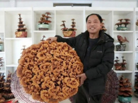 Biến nấm linh chi thành bonsai, một chậu đắt ngang xe máy