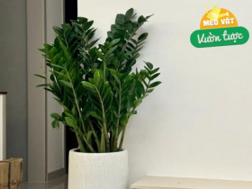 Ngày càng nhiều người từ bỏ cây kim tiền, 4 nhược điểm này khiến ai cũng phải ngán ngẩm