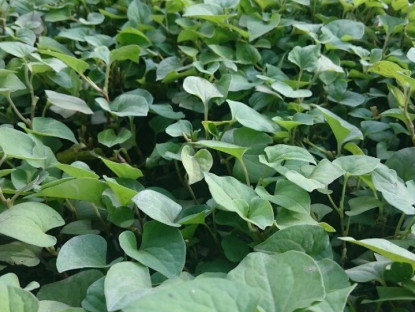 Gia đình - Rau dại mọc bờ mương được ví là “kháng sinh tự nhiên”, 5.000 đồng được mớ to, lấy cành già cắm vào đất là sống
