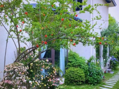Gia đình - Những loại cây đẹp nhưng ít ai trồng trong sân vườn nhà, lý do khiến bạn bất ngờ