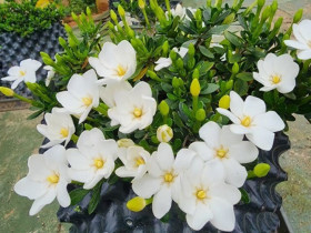 Đây là “vua” hoa trồng chậu, nở quanh năm đẹp như ngọc, thơm như nước hoa, giúp hút tài lộc vào nhà