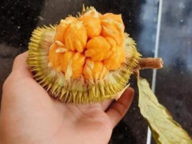 Việt Nam có loại mít “siêu lạ”, chỉ bằng nắm tay nhưng giá lên tới 70 nghìn đồng/kg