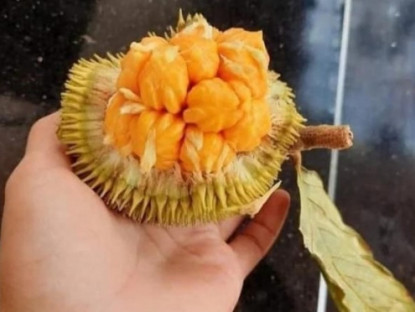 Kinh tế - Việt Nam có loại mít “siêu lạ”, chỉ bằng nắm tay nhưng giá lên tới 70 nghìn đồng/kg