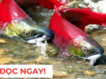 Thông tin doanh nghiệp - &quot;Nhân sâm dưới nước&quot; siêu đắt đỏ, nhiều người săn lùng vì công dụng dưỡng phổi “đỉnh nóc kịch trần”!