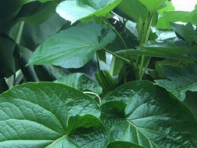 Loại lá mọc bờ bụi thành đặc sản có mùi thơm lạ, giá 100.000 đồng/kg, trồng 2 tháng bán 