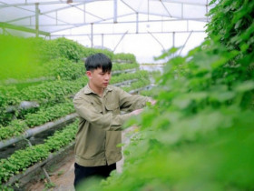 Khởi nghiệp từ loại rau mọc dại đầy đồng, 9x Quảng Ninh có thu nhập trên 50 triệu đồng/tháng
