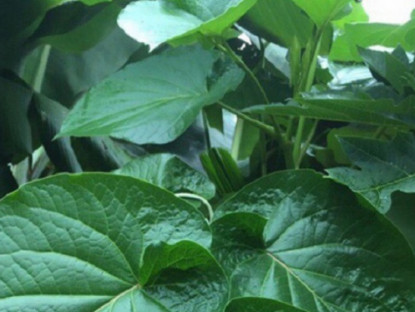 Kinh tế - Loại lá mọc bờ bụi thành đặc sản có mùi thơm lạ, giá 100.000 đồng/kg, trồng 2 tháng bán &quot;hốt bạc&quot;