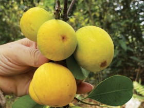 Quả dại trong rừng thành đặc sản mùa hè đắt hơn nho Mỹ, đến mùa dân hái bán 