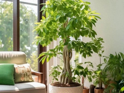 Gia đình - 4 cây “giữ nhà” sống thọ trăm năm, càng già càng có giá trị, trong nhà có một chậu, con cháu được hưởng phúc