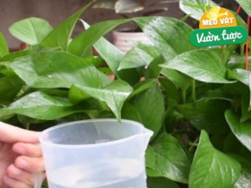 Đừng chỉ tưới nước lã cho cây trầu bà nữa! Thêm thứ này vào nước lá vừa xanh đậm vừa bóng mượt, ra cành mới ầm ầm
