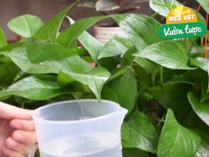 Gia đình - Đừng chỉ tưới nước lã cho cây trầu bà nữa! Thêm thứ này vào nước lá vừa xanh đậm vừa bóng mượt, ra cành mới ầm ầm