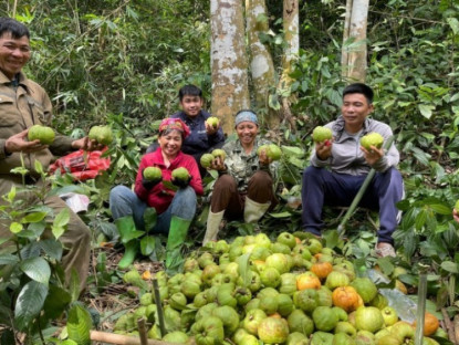 Kinh tế - Theo chân người dân lên rừng hái loại quả mọc dại, bán với giá lên tới 180 nghìn đồng/kg