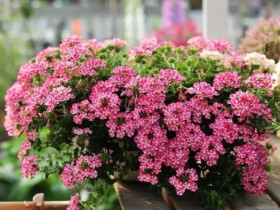 3 loại hoa nở liên tục vào mùa hè, vừa đẹp lại dễ chăm, trồng một chậu ở ban công sẽ biến thành biển hoa