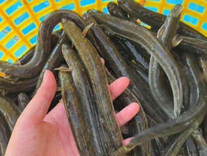 Kinh tế - Loại cá &quot;nhà nghèo&quot; nay hóa mỏ tiền, phơi khô bán 700.000 đồng/kg thành đặc sản nổi tiếng