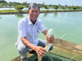 Làm liều nuôi loài cá “lạ”, lão nông Cà Mau thu về hàng tỷ đồng mỗi năm