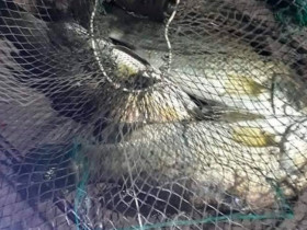 Loại cá quen thuộc ở quê 