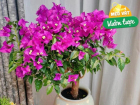 Đừng chỉ tưới nước lã cho hoa giấy! Hãy thêm thứ này vào, cây phát triển khỏe mạnh, nở hoa rực rỡ quanh năm