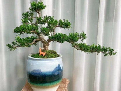Gia đình - 3 cây bonsai sống khỏe hơn 50 năm, càng trồng càng đẹp, giá trị tăng theo thời gian