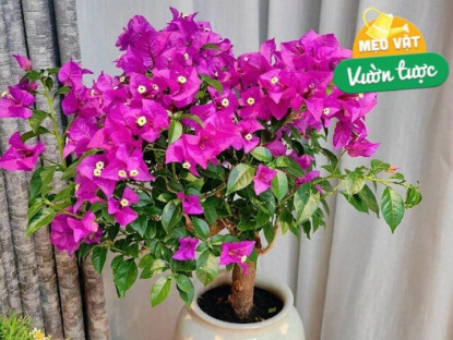 Gia đình - Đừng chỉ tưới nước lã cho hoa giấy! Hãy thêm thứ này vào, cây phát triển khỏe mạnh, nở hoa rực rỡ quanh năm
