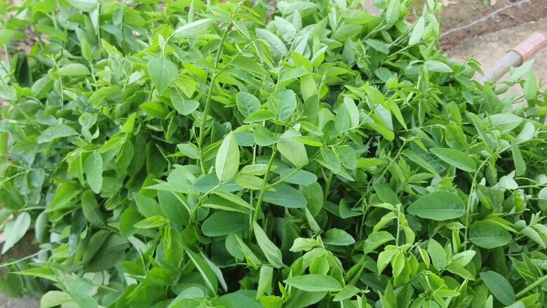 Cây này chỉ ăn lá, vitamin C gấp 45 lần rau thường, nấu canh hay luộc đều rất mát, được ưa chuộng vào mùa hè - 1