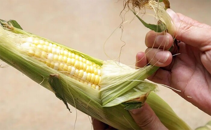 Luộc ngô không cần cho đường, thêm thứ này ngô càng mềm ngọt nhưng cực ít người biết - 1