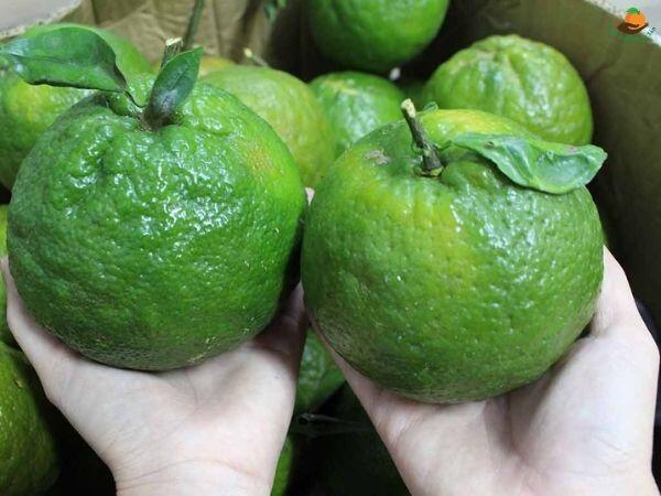 Mua cam, nhìn vào chỗ này, thấy càng to chứng tỏ càng ngọt, nhanh tay chọn ngay nhé! - 3