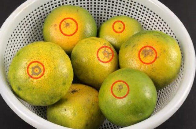 Mua cam, nhìn vào chỗ này, thấy càng to chứng tỏ càng ngọt, nhanh tay chọn ngay nhé! - 2