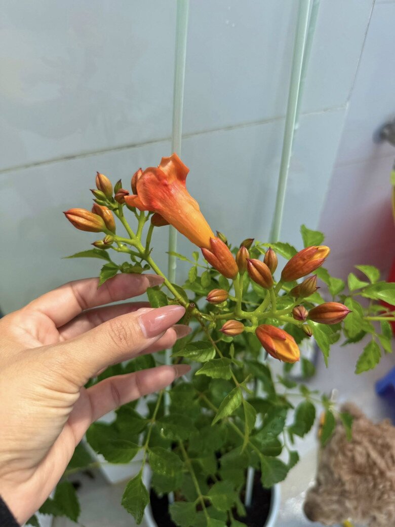 Vợ &#34;nhạc sĩ giàu nhất Việt Nam&#34; khoe khu vườn biệt thự nhưng làm ai nấy nghẹn ngào vì dấu ấn 2 người thân - 4