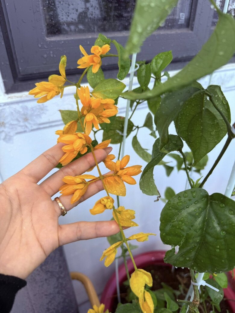 Vợ &#34;nhạc sĩ giàu nhất Việt Nam&#34; khoe khu vườn biệt thự nhưng làm ai nấy nghẹn ngào vì dấu ấn 2 người thân - 5