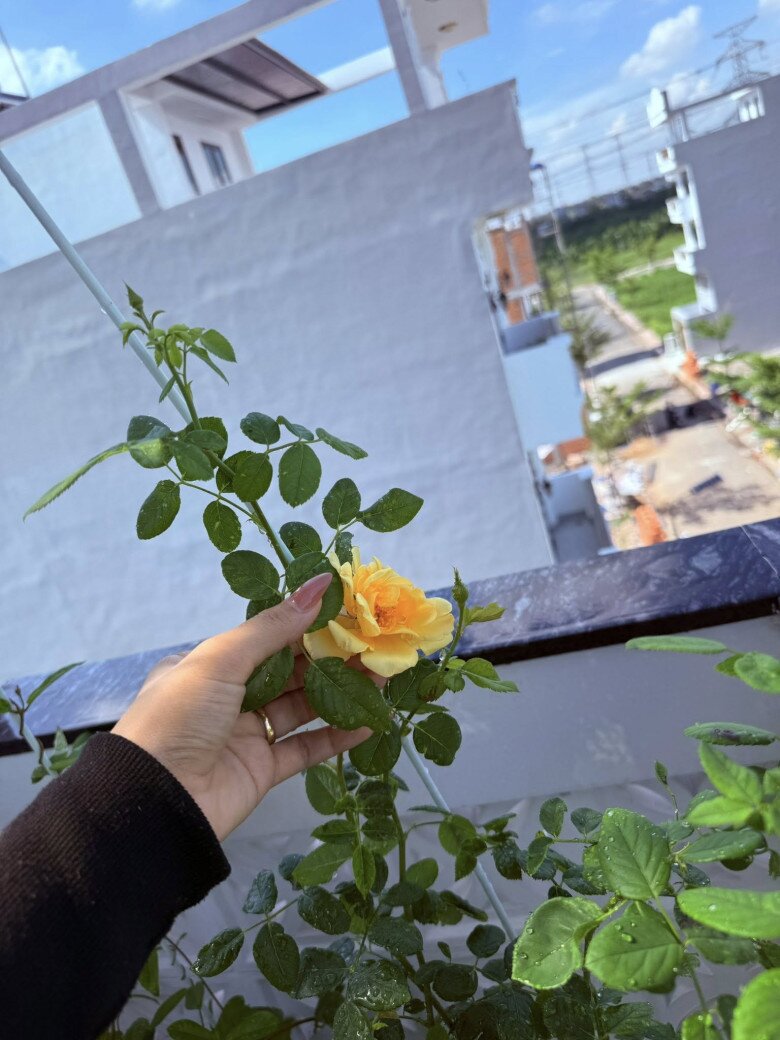 Vợ &#34;nhạc sĩ giàu nhất Việt Nam&#34; khoe khu vườn biệt thự nhưng làm ai nấy nghẹn ngào vì dấu ấn 2 người thân - 9