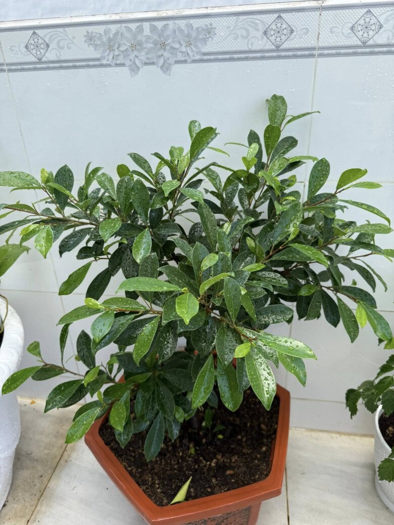 Vợ &#34;nhạc sĩ giàu nhất Việt Nam&#34; khoe khu vườn biệt thự nhưng làm ai nấy nghẹn ngào vì dấu ấn 2 người thân - 12