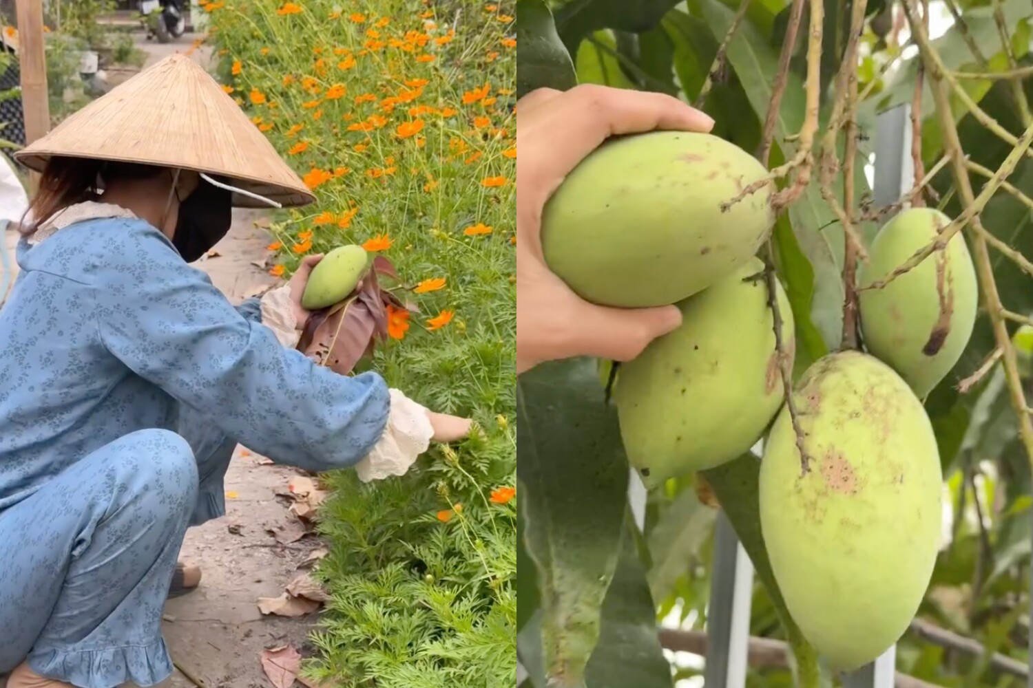 9X miền Tây bế bụng bầu đi giăng lưới bắt cá, lan tỏa nếp sống chân quê thu hút triệu view - 18