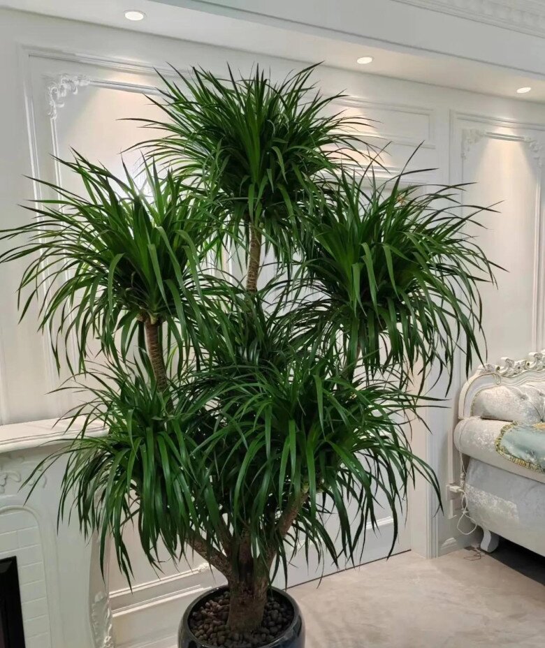 4 cây “giữ nhà” sống thọ trăm năm, càng già càng có giá trị, trong nhà có một chậu, con cháu được hưởng phúc - 3