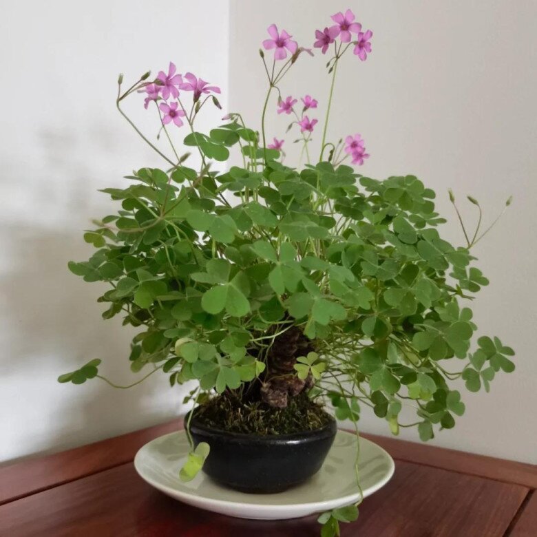 9X trồng cỏ dại như hoa trong 9 năm, cây nở hoa quanh năm, có người trả tiền triệu vì quá đẹp - 6