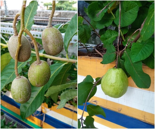 Cặp vợ chồng trẻ Sài Gòn xây vườn rau củ rộng 20m2 trên sân thượng, 2 năm làm vườn chỉ tốn 70 triệu - 5